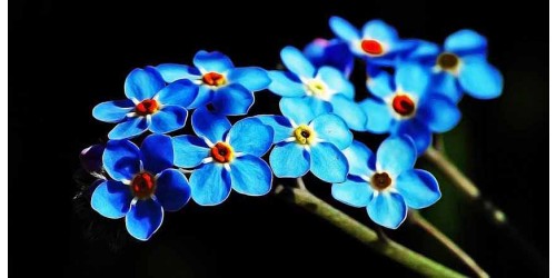 R187 Blue Flower Canvas Wall Art Canvas Print 