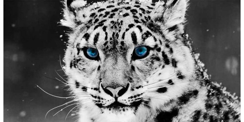 R2332 Canvas Wall Art Canvas Print Cat