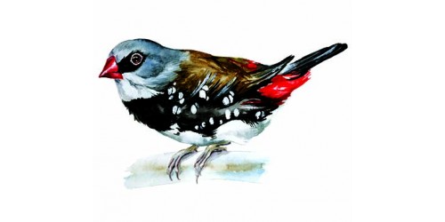 T349 Regular Fit Printed T-Shirt Bird