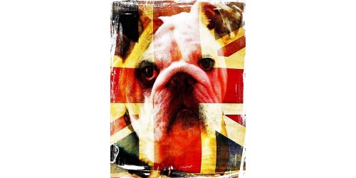 T49 Regular Fit Printed T-Shirt Bulldog