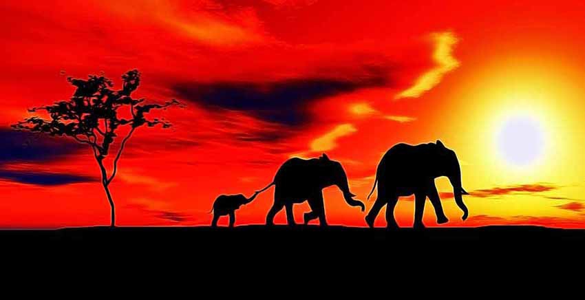 African Animals Canvas Wall Art Canvas Print