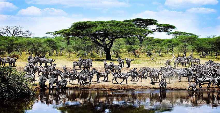 Animal Canvas Wall Art Canvas Print African
