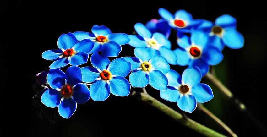 Blue Flower Canvas Wall Art Canvas Print