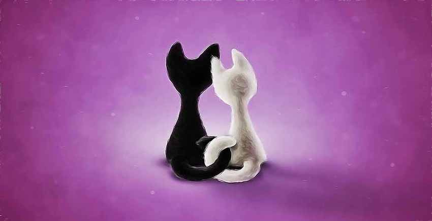 Cat Canvas Wall Art Canvas Print Animal