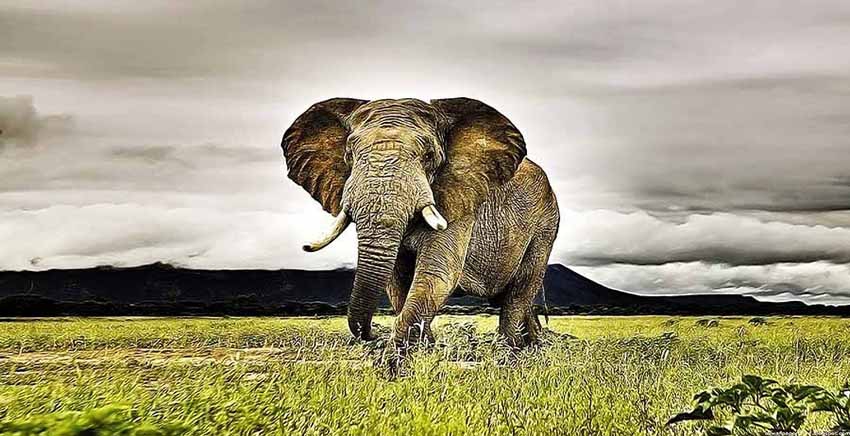 Elephant Canvas Wall Art Canvas Print Animal