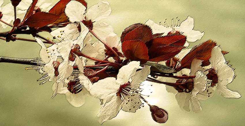 Flower Canvas Wall Art Canvas Print