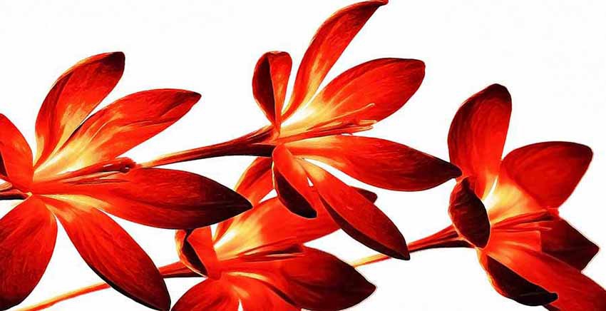 Flower Canvas Wall Art Canvas Print
