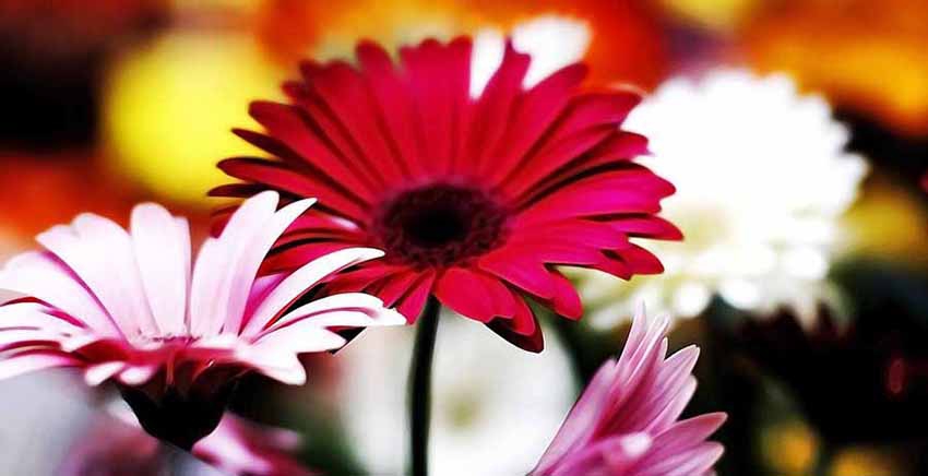 Flower Canvas Wall Art Canvas Print