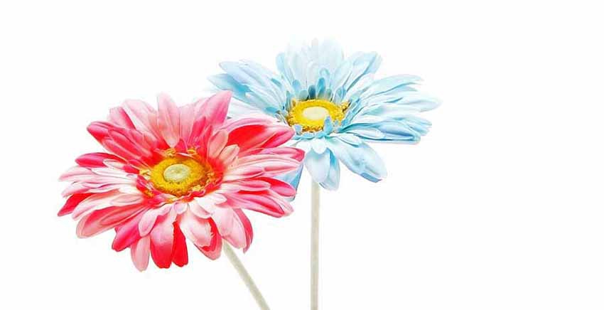 Flower Canvas Wall Art Canvas Print