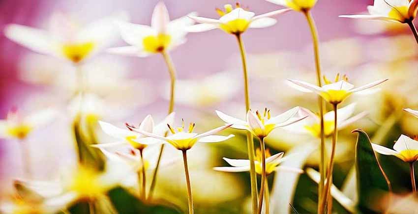 Flower Canvas Wall Art Canvas Print