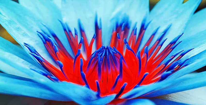 Flower Canvas Wall Art Canvas Print