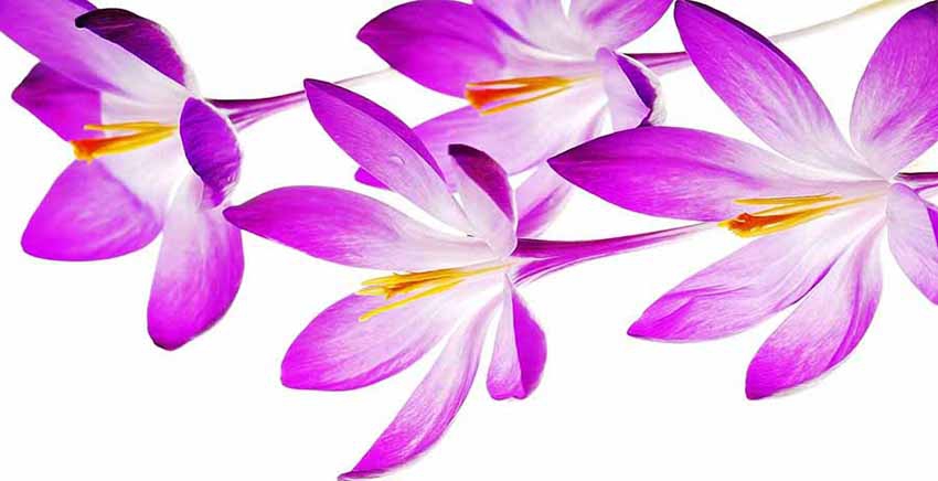 Flower Canvas Wall Art Canvas Print