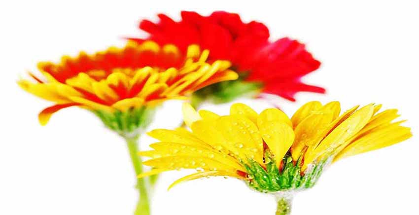Flower Canvas Wall Art Canvas Print