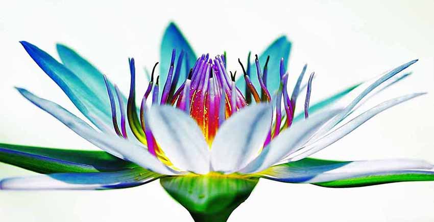 Flower Canvas Wall Art Canvas Print