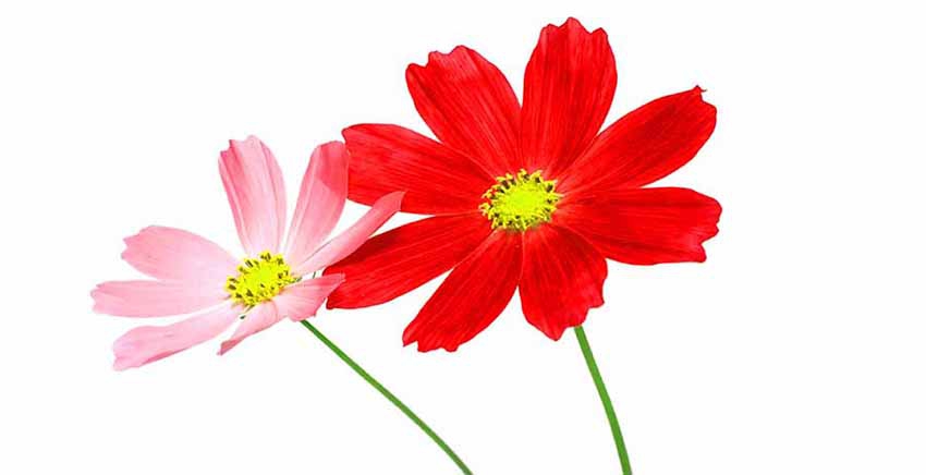 Flower Canvas Wall Art Canvas Print