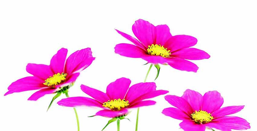 Flower Canvas Wall Art Canvas Print