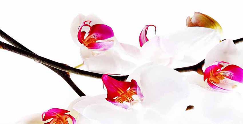 Flower Canvas Wall Art Canvas Print