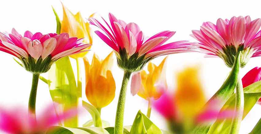 Flower Canvas Wall Art Canvas Print