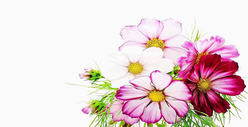 Flower Canvas Wall Art Canvas Print