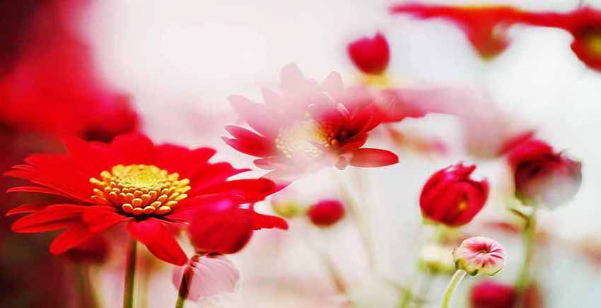 Flower Canvas Wall Art Canvas Print