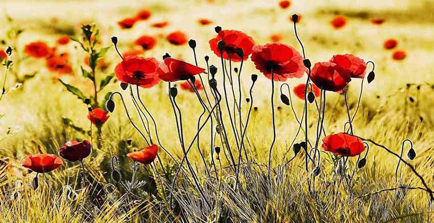 Flower Canvas Wall Art Canvas Print