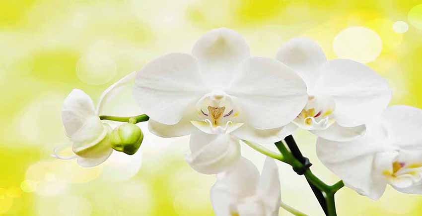 Flower Canvas Wall Art Canvas Print