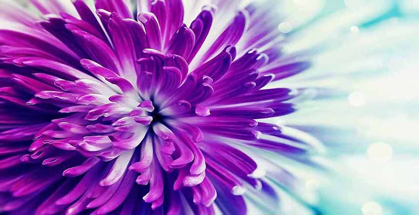 Flower Canvas Wall Art Canvas Print