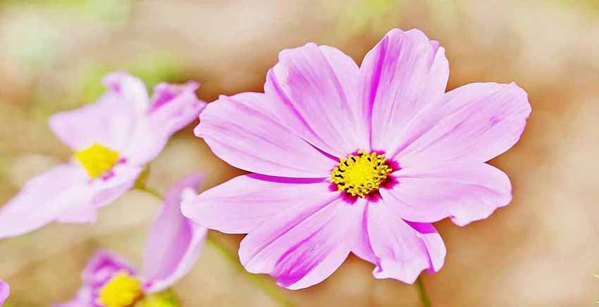 Flower Canvas Wall Art Canvas Print