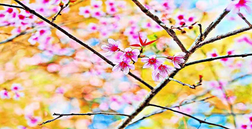 Flower Canvas Wall Art Canvas Print