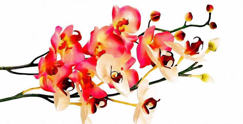 Flower Canvas Wall Art Canvas Print