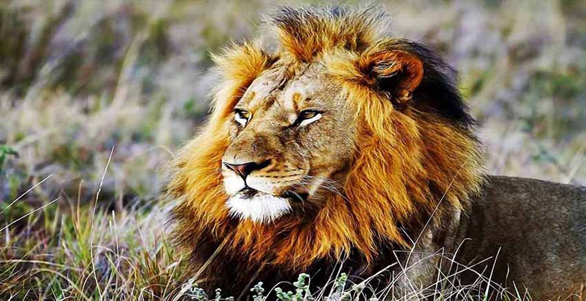 Lion Canvas Wall Art Canvas Print Animal