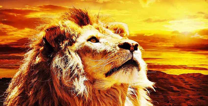 Lion Canvas Wall Art Canvas Print Animal