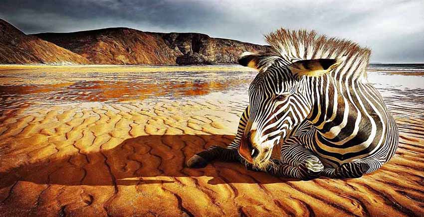Canvas Wall Art Canvas Print Zebra