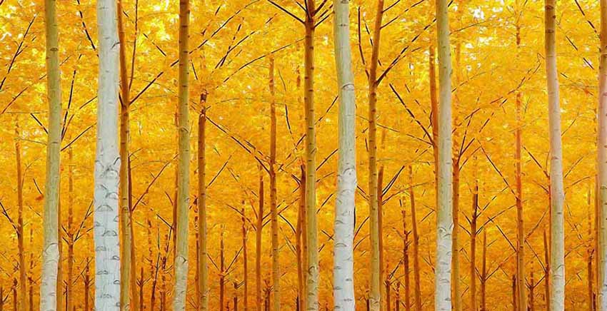 Canvas Wall Art Canvas Print