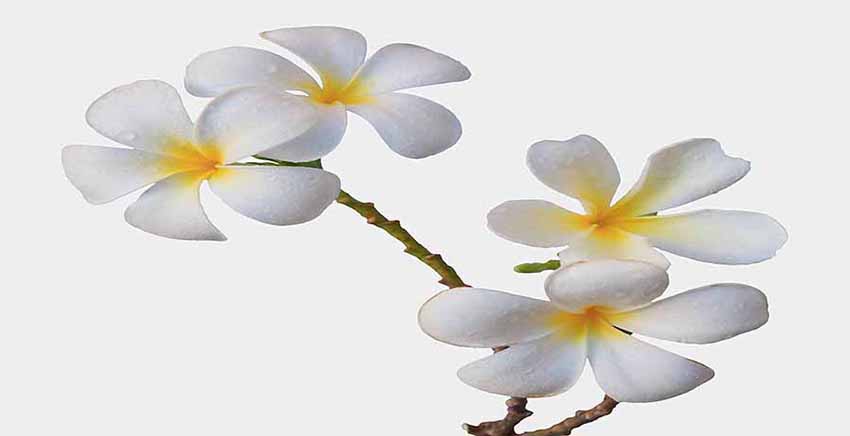 Canvas Wall Art Canvas Print