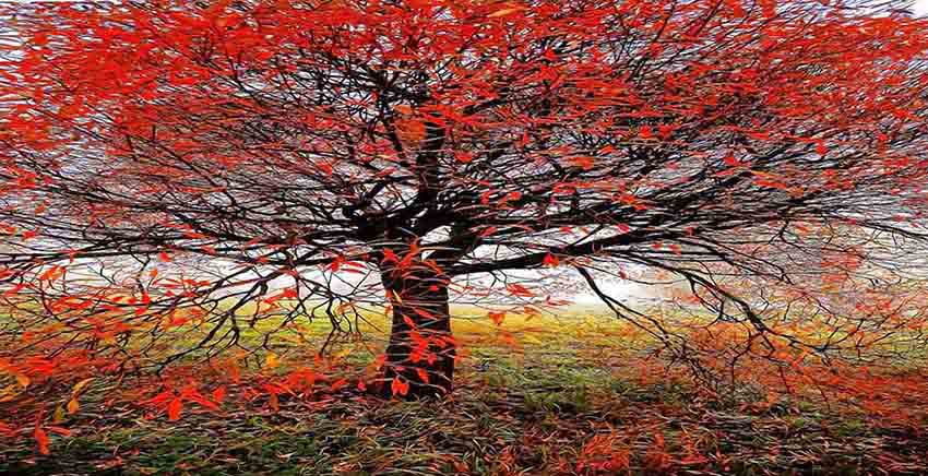 Canvas Wall Art Canvas Print
