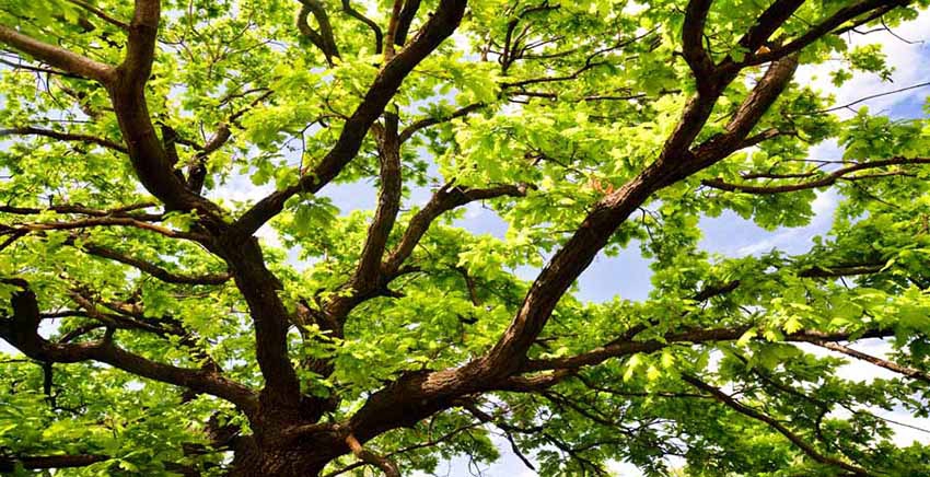 Canvas Wall Art Canvas Print old oak branches