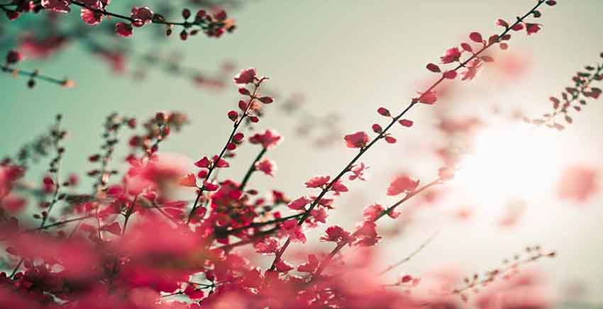 Canvas Wall Art Canvas Print Vibrant red asian sakura