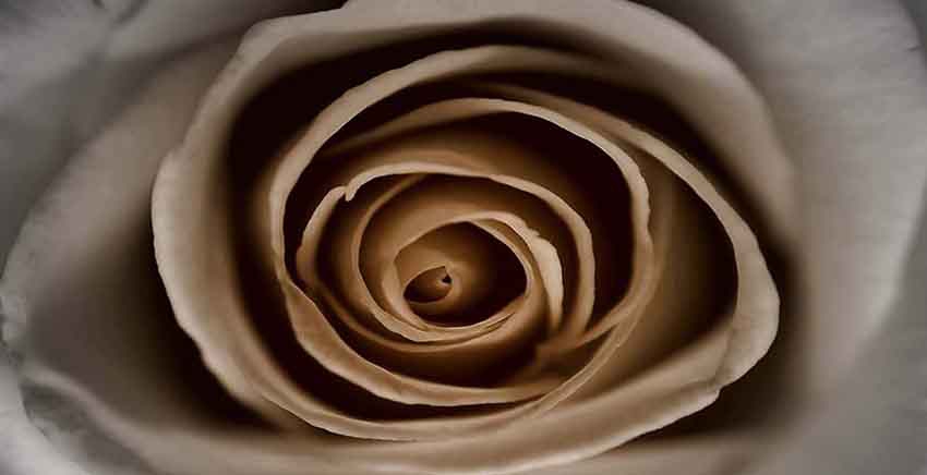 Canvas Wall Art Canvas Print Rose