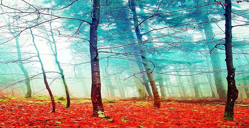 Canvas Wall Art Canvas Print Colorful mystic autumn trees