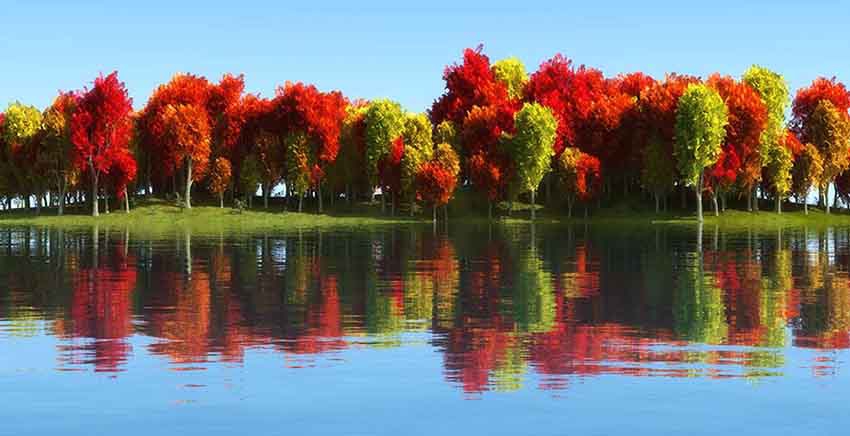 Canvas Wall Art Canvas Print trees and reflection