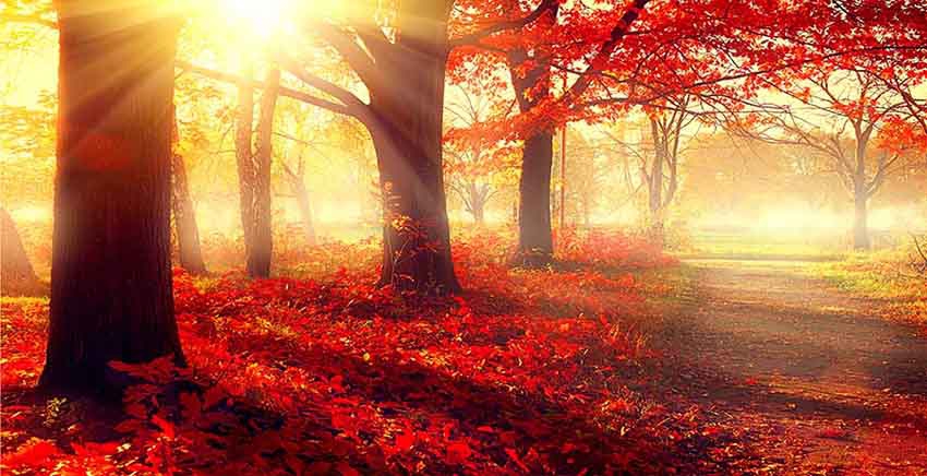 Canvas Wall Art Canvas Print Beautiful autumn