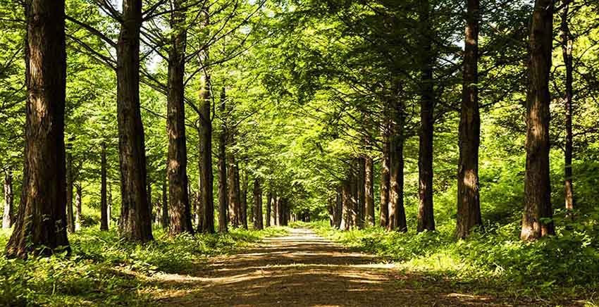 Canvas Wall Art Canvas Print Lighting Tree Trail