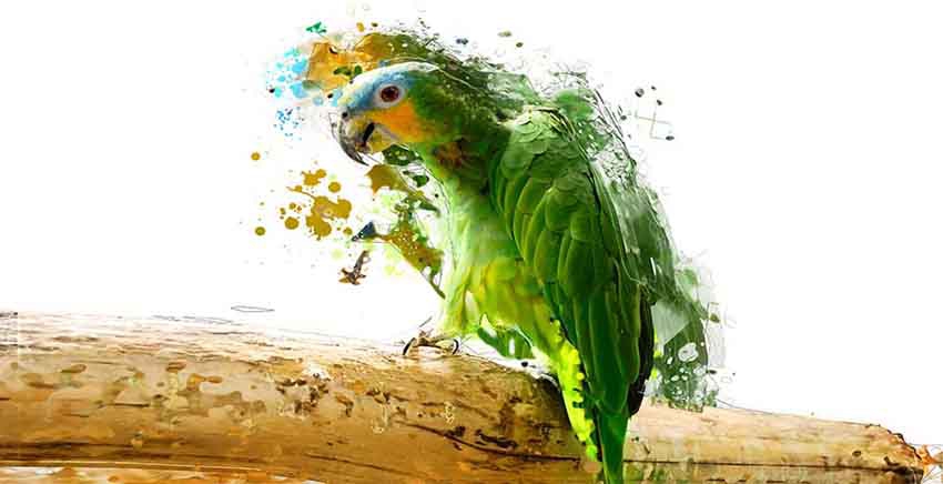 Canvas Wall Art Canvas Print Green PARROT