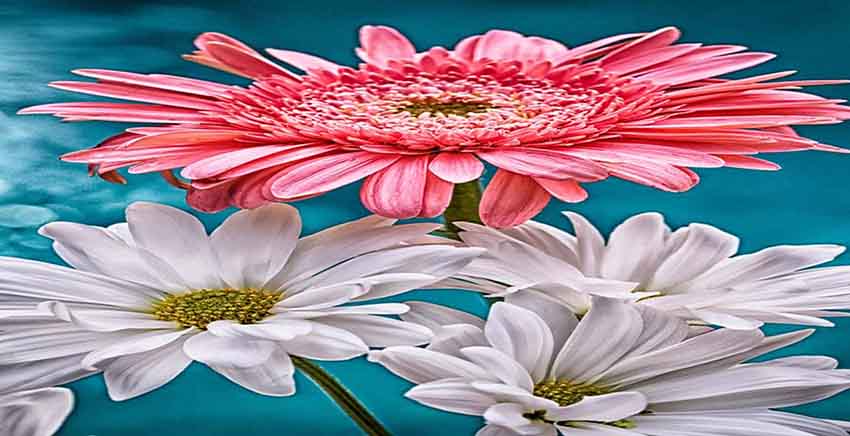 FLOWER Canvas Wall Art Canvas Print