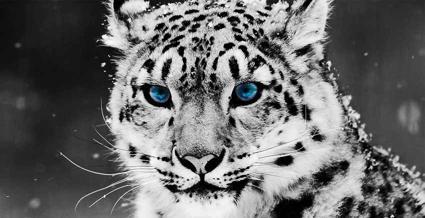 Canvas Wall Art Canvas Print Cat