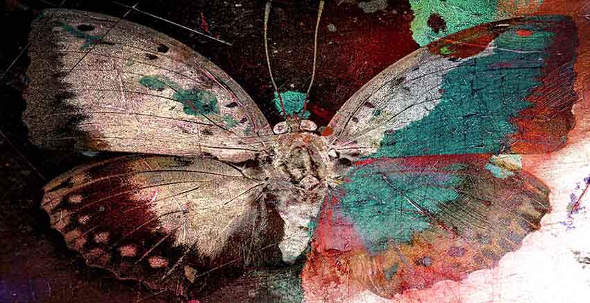 Canvas Wall Art Canvas Print Butterfly
