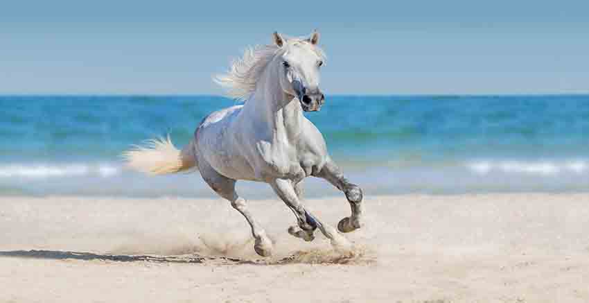 Canvas Wall Art Canvas Print Horse