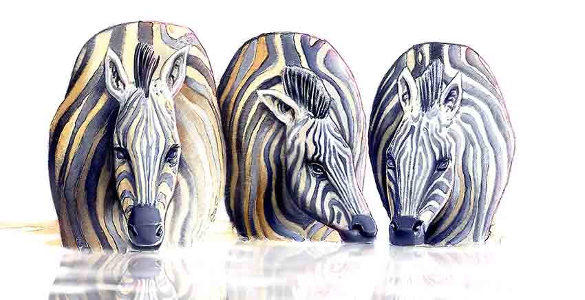 Canvas Wall Art Canvas Print Zebra