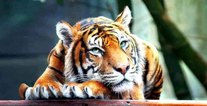Canvas Wall Art Canvas Print Tiger